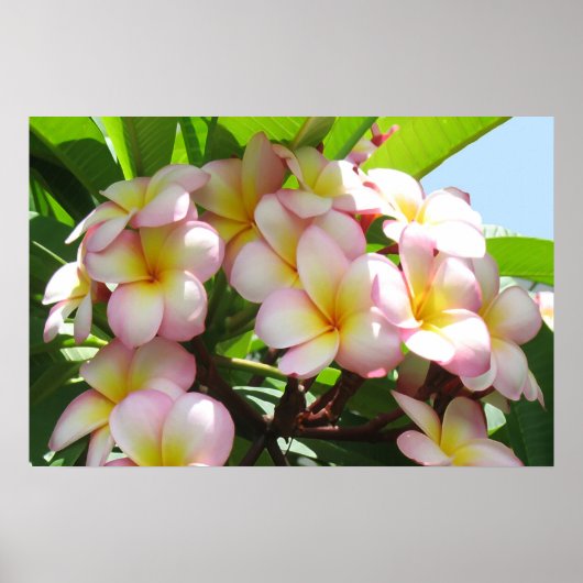 Poster Frangipani (Devant)