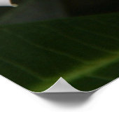 Poster Frangipani (Coin)