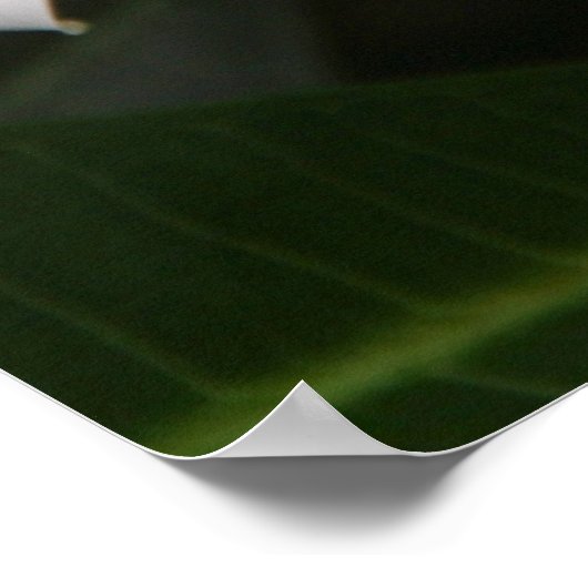 Poster Frangipani (Coin)