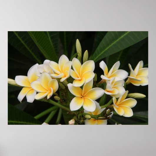 Poster Frangipani (Devant)