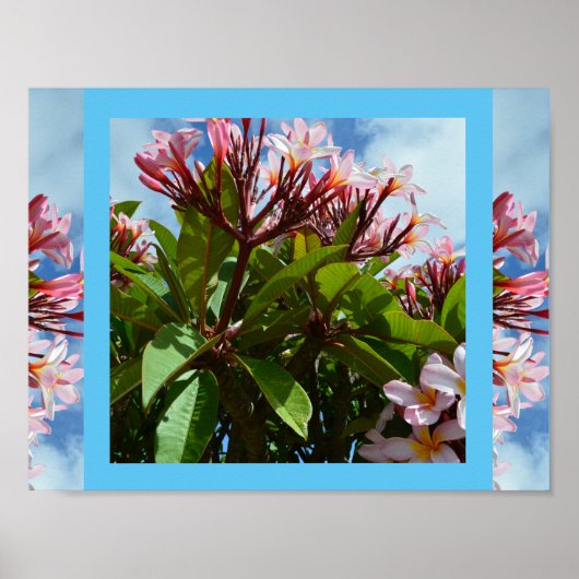 Poster Frangipani à fleurs roses, (Devant)