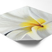 Poster Frangipani blanc (Coin)