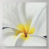 Poster Frangipani blanc (Devant)