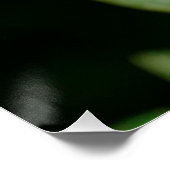 Poster Frangipani blanc (Coin)