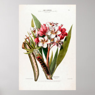 Poster Frangipani Flore D Amerique vintage