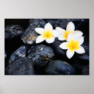 Poster Frangipani flowers