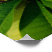 Poster Frangipani hawaïen (Coin)