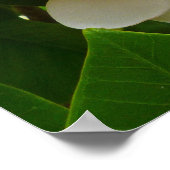 Poster Frangipani hawaïen (Coin)