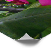 Poster Frangipani hawaïen (Coin)