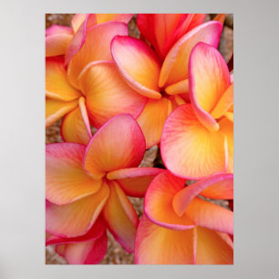Poster Frangipani hawaïen
