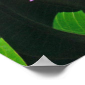 Poster Frangipani hawaïen (Coin)