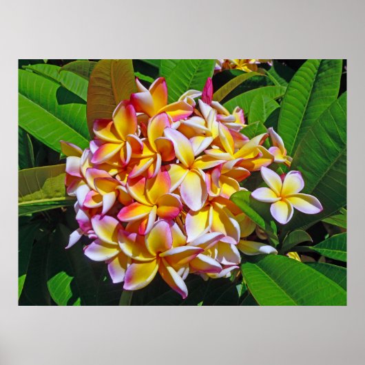 Poster Frangipani hawaïen (Devant)