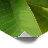 Poster Frangipani hawaïen (Coin)