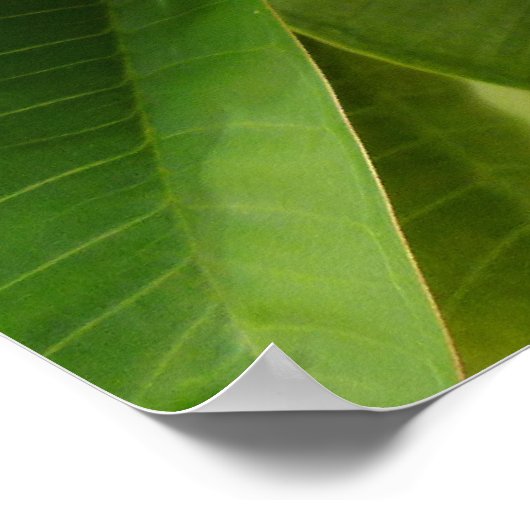 Poster Frangipani hawaïen (Coin)