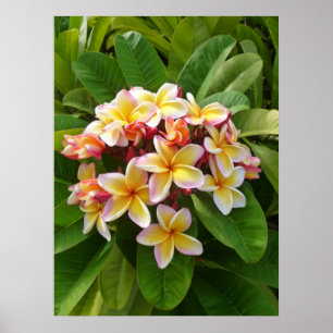 Poster Frangipani hawaïen