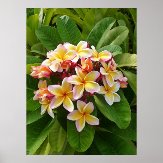 Poster Frangipani hawaïen (Devant)