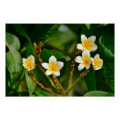 Poster Frangipani jaune (Devant)