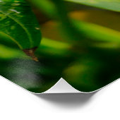 Poster Frangipani jaune (Coin)