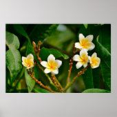 Poster Frangipani jaune (Devant)