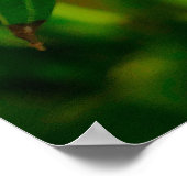 Poster Frangipani jaune (Coin)