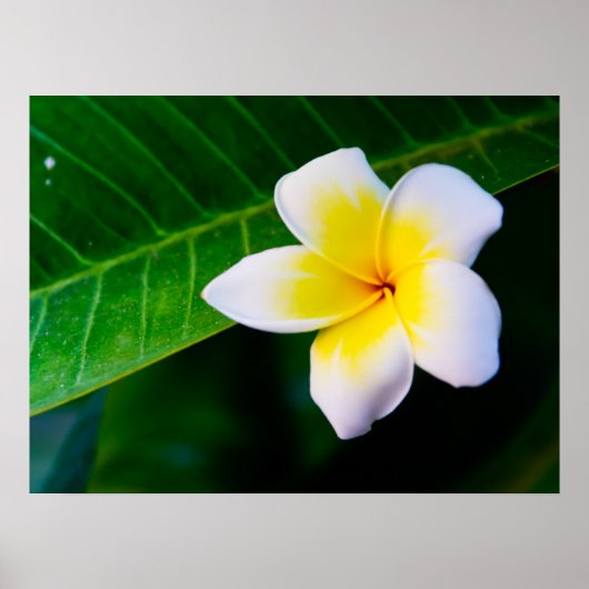 Poster frangipanier (Devant)
