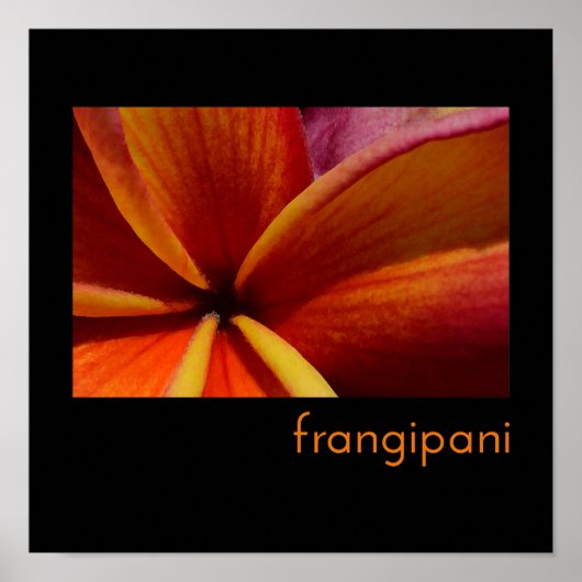 Poster Frangipanier (Devant)