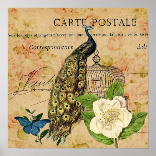 Poster franical camellia birdcage vintage peacock (Devant)