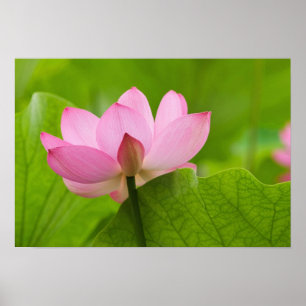 Poster Franklin NC, jardin d'eau de Perry, Lotus