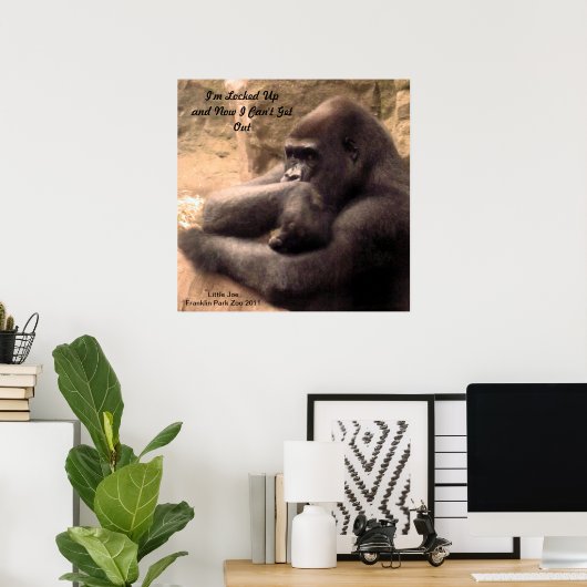 Poster Franklin Park Zoo Gorilla Imprimer (Bureau à domicile)