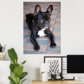 Poster Französisch Bulldog (Bureau à domicile)