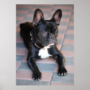 Poster Französisch Bulldog