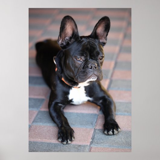 Poster Französisch Bulldog (Devant)