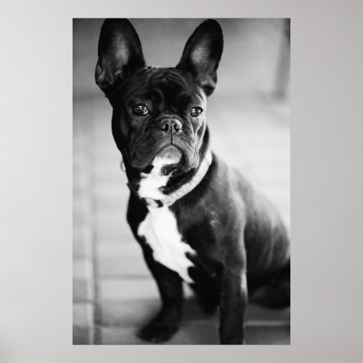 Poster Französisch Bulldog (Devant)