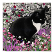 Frappes en Fleurs II - Tuxedo Kitty Cat