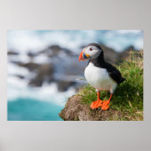 Poster Fratercula Arctica (Devant)