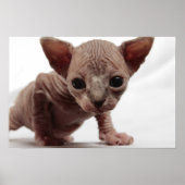 Poster Freaky Cute Furless (Devant)