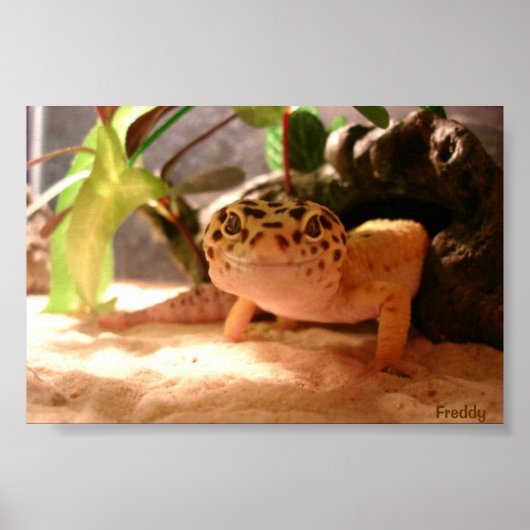 Poster Freddy (Devant)