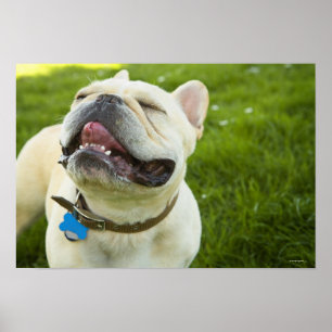 Poster French Bulldog