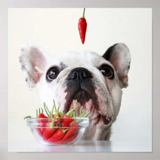 Poster French Bulldog Looking (Devant)