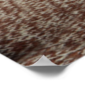 Poster French Bulldog Puppy Lying (Coin)