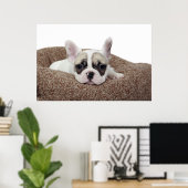 Poster French Bulldog Puppy Lying (Bureau à domicile)