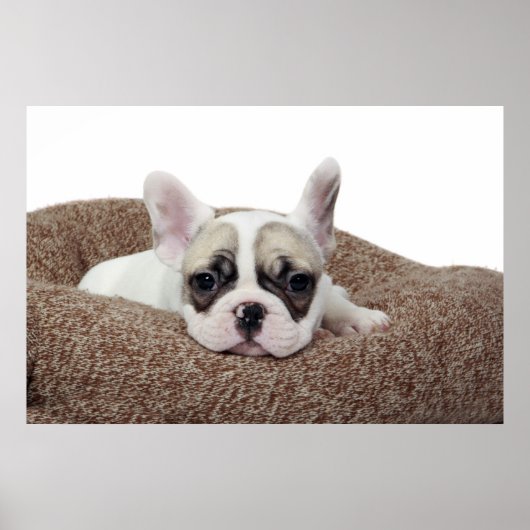 Poster French Bulldog Puppy Lying (Devant)