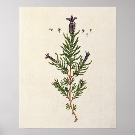Poster French Lavender, plate 241 from 'A Curious Herbal' (Devant)