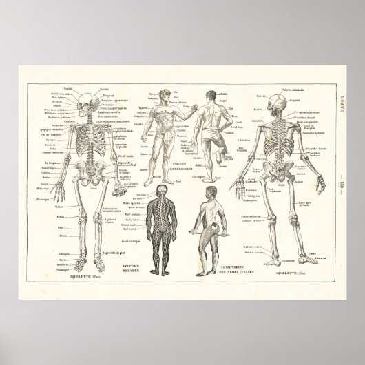 Poster French Skeleton Anatomy Vintage Chart 1800's (Devant)