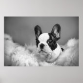 Poster Frenchie - Chien français (Devant)