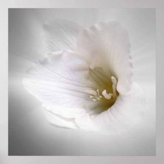 Poster frénésie blanche (Devant)