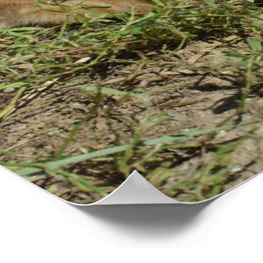 Poster Frères Tabby Orange (Coin)