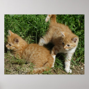 Poster Frères Tabby Orange