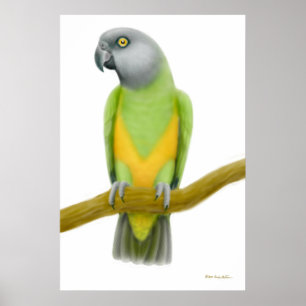 Poster Friendly Senegal Parrot Print