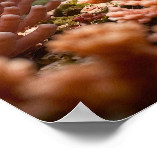 Poster Friends (Coin)